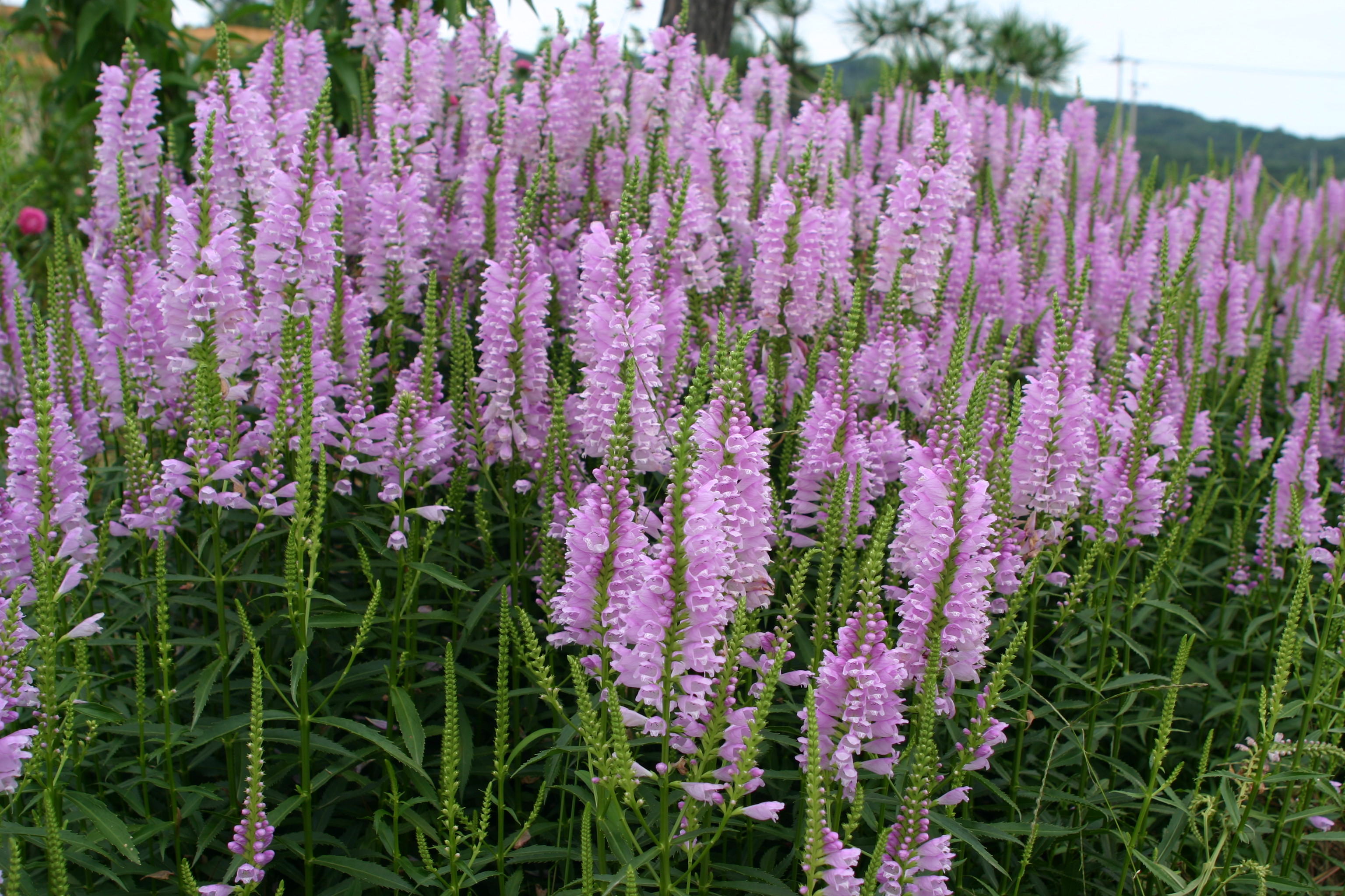 Physostegia virginiana 'Vivid'